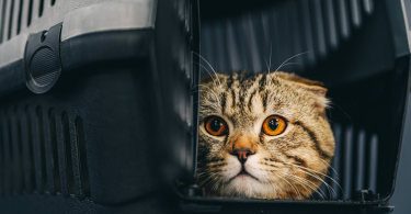 Comment habituer un chat à sa cage de transport